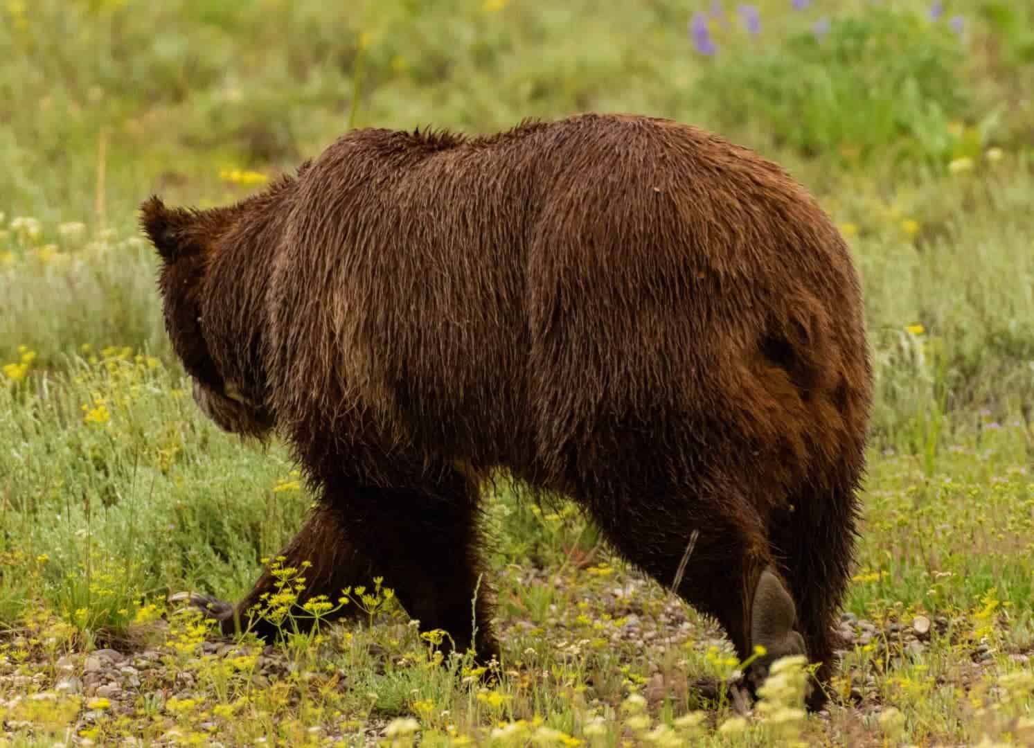 Arti Nama Bearacb