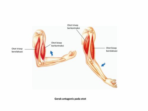 10 Macam Gerak Antagonis: Gerakan Otot yang Saling Berlawanan dalam Tubuh